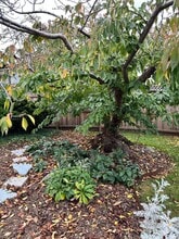 3145 Oregon St in Eureka, CA - Building Photo - Building Photo