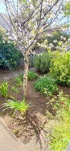 1457 11th Ave, Unit Wine Lovers Garden Retrea in San Francisco, CA - Building Photo - Building Photo