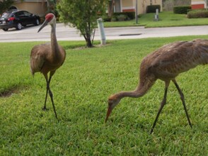 2208 Mystic Ring Loop in Kissimmee, FL - Foto de edificio - Building Photo