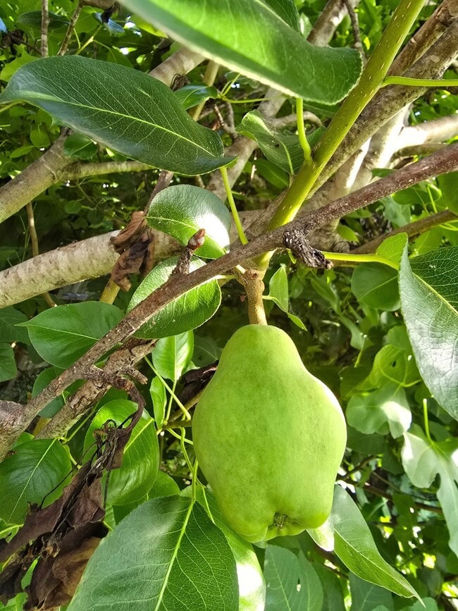 24642 Cornell Park Ln in Katy, TX - Foto de edificio - Building Photo