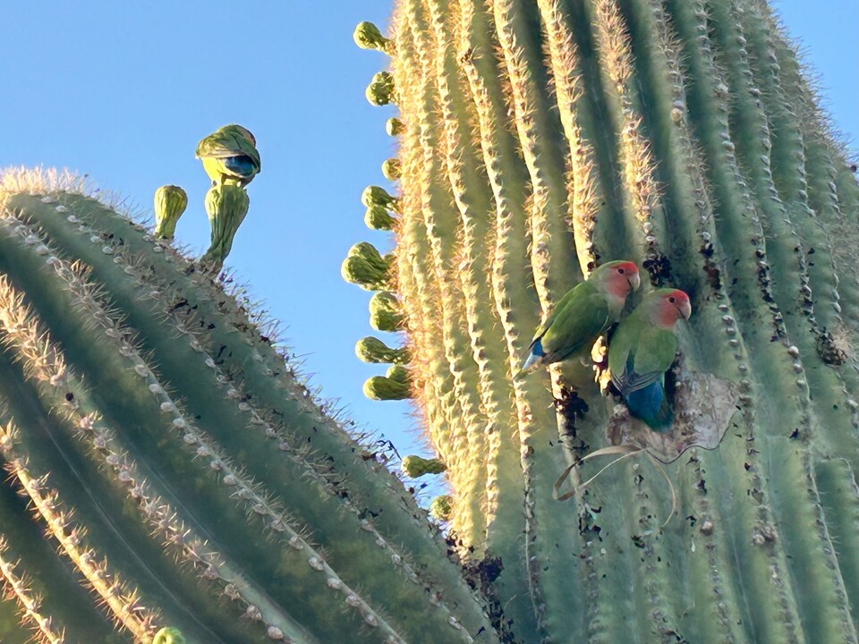 6614 E Juniper Ave in Scottsdale, AZ - Building Photo