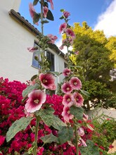 1701 Le Roy Ave in Berkeley, CA - Building Photo - Building Photo