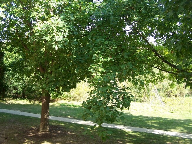 4302 W Shamrock Ln in McHenry, IL - Building Photo - Building Photo