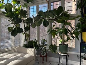 642 W Bittersweet Pl in Chicago, IL - Building Photo - Building Photo