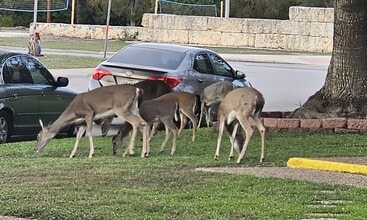 La Casa Apartments in Kerrville, TX - Building Photo - Building Photo