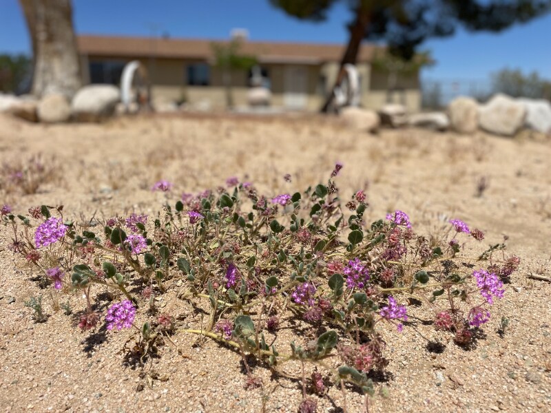 62736 Terrace Dr in Joshua Tree, CA - Building Photo