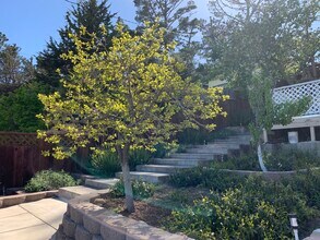 251 Amador Ave, Unit 251A in San Bruno, CA - Building Photo - Building Photo