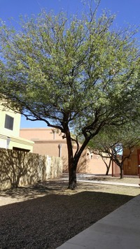 Rio Antigua Apartment Homes in Tucson, AZ - Foto de edificio - Building Photo