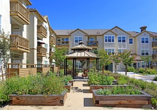 Meadow Wood At Alamo Creek in Danville, CA - Building Photo - Building Photo