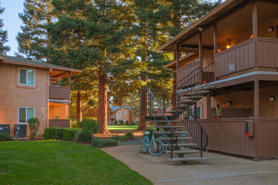 Pine Tree Apartments in Chico, CA - Building Photo