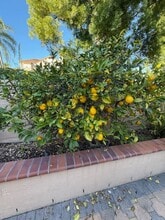 99 Via Athena in Aliso Viejo, CA - Building Photo - Building Photo