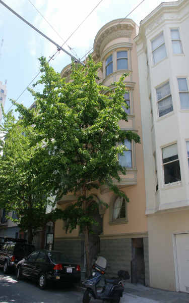 1357 Clay St in San Francisco, CA - Foto de edificio - Building Photo