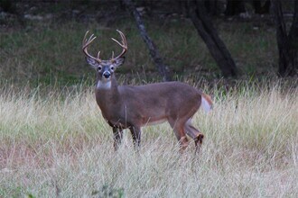 2055 Island View in Canyon Lake, TX - Building Photo - Building Photo