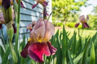 7 Swift Ln in Merrimack, NH - Building Photo - Building Photo