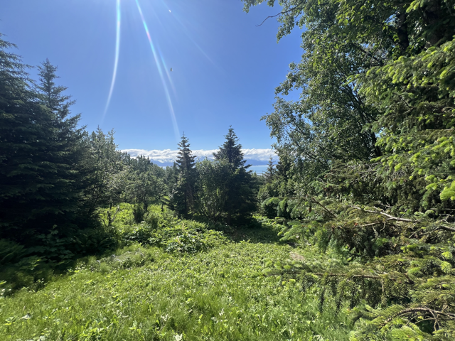 1385 Cottonwood Ln in Homer, AK - Building Photo