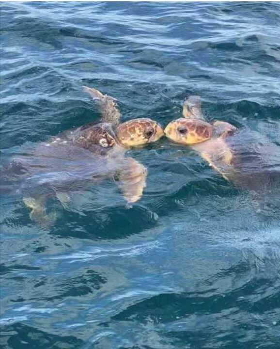 4565 S Atlantic Ave in Ponce Inlet, FL - Building Photo