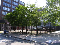 Grote Street Apartments in Bronx, NY - Foto de edificio - Building Photo