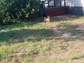 2510 Stag in Horseshoe Bay, TX - Building Photo - Building Photo