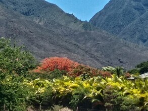 257 Hokiokio Pl in Lahaina, HI - Building Photo - Building Photo