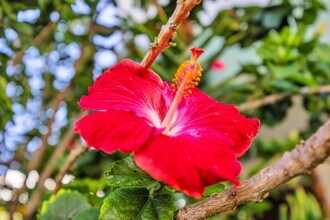 54 Kapuahi St in Makawao, HI - Building Photo - Building Photo