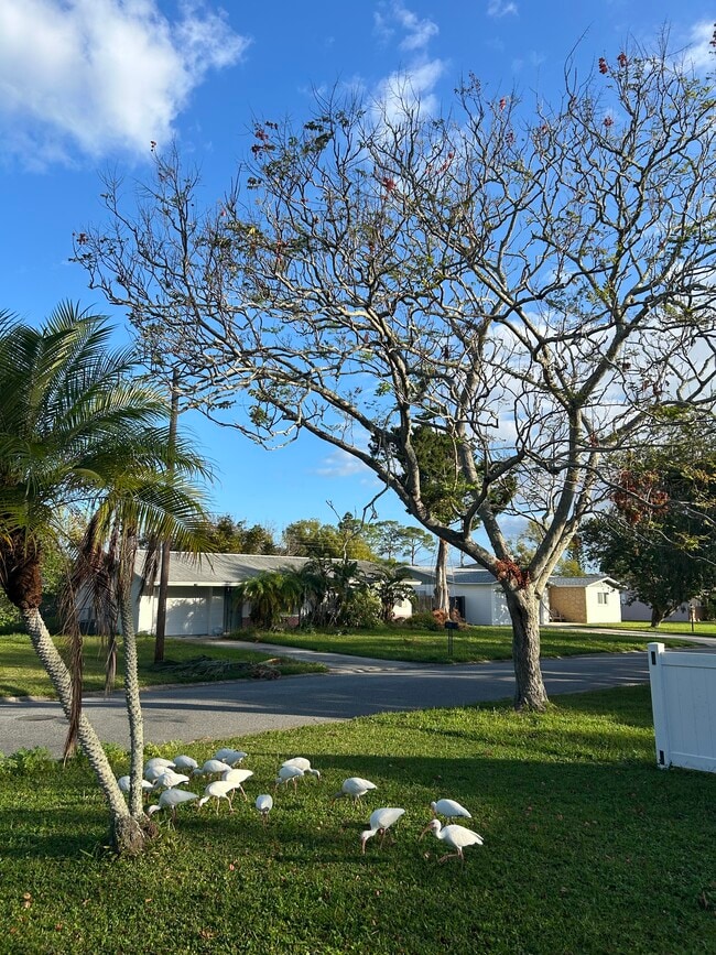 553 Peacock Rd