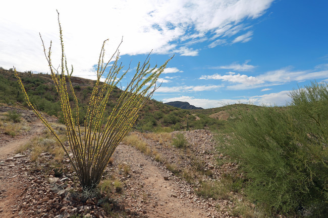 Casas Alquiler en Starr Pass, AZ