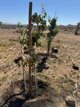 9175 Alamo Ave in Lucerne Valley, CA - Building Photo - Building Photo