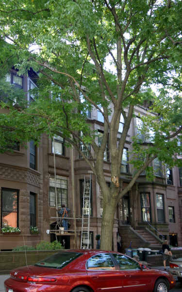 868 President St in Brooklyn, NY - Foto de edificio