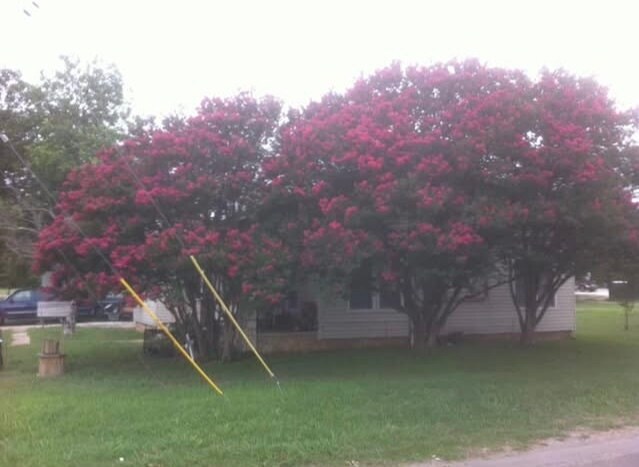 602 3rd St, Unit Apt 1 in Blanco, TX - Foto de edificio