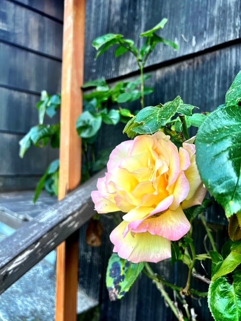 3106 Farragut St in Bremerton, WA - Building Photo - Building Photo