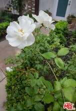 8130 Redlands St in Los Angeles, CA - Building Photo - Building Photo