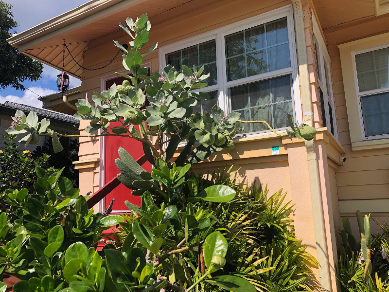 2034 Pakolu St-Unit -1 in Wailuku, HI - Building Photo