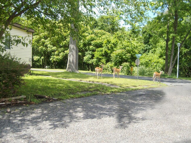 304 Trenton Rd in Browns Mills, NJ - Building Photo - Building Photo