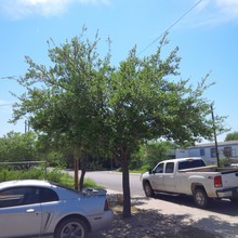 India Apartments in Laredo, TX - Building Photo - Building Photo