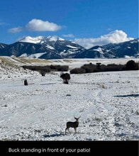 17 Manley Ln in Ennis, MT - Building Photo - Building Photo