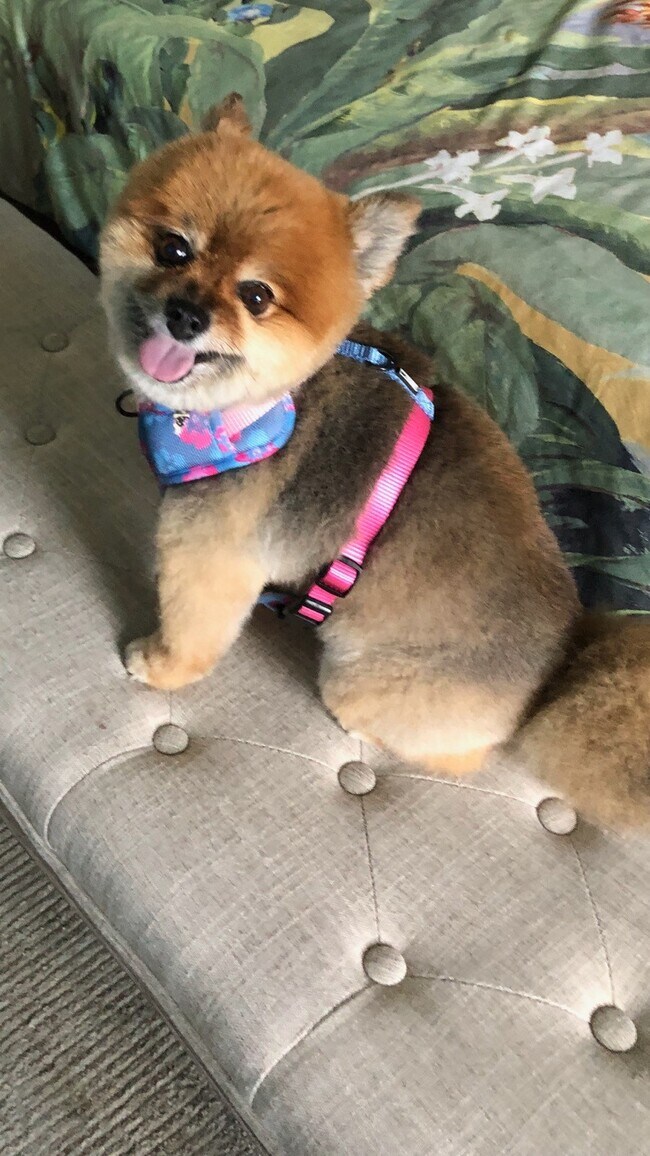 33074 Ocean Rdg in Dana Point, CA - Building Photo - Building Photo