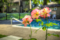 Delta Grove Apartments in Eugene, OR - Foto de edificio - Building Photo