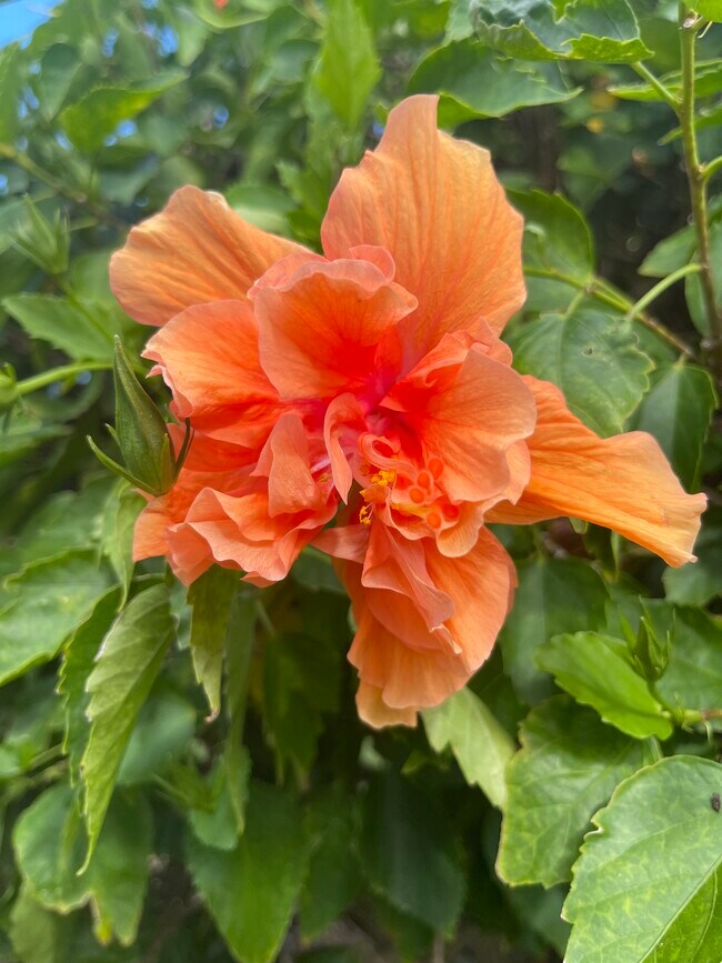 218 Dogwood Cir, Unit The Gardens in Seminole, FL - Building Photo - Building Photo