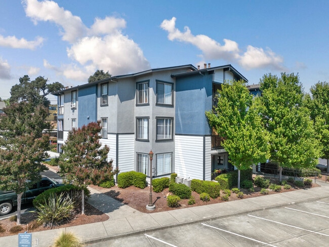 Acacia at Santa Rosa Creek
