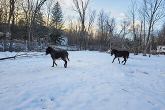 443 Clove Rd in Monroe, NY - Foto de edificio - Building Photo