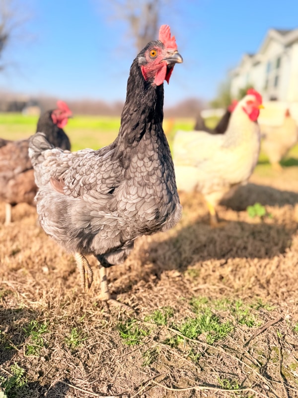 14621 16th Ave in Lemoore, CA - Building Photo - Building Photo