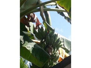 47-337 Mahakea Rd, Unit B in Kaneohe, HI - Building Photo - Building Photo
