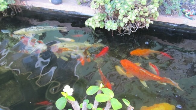 1003 Elm Ave in Imperial Beach, CA - Building Photo - Building Photo