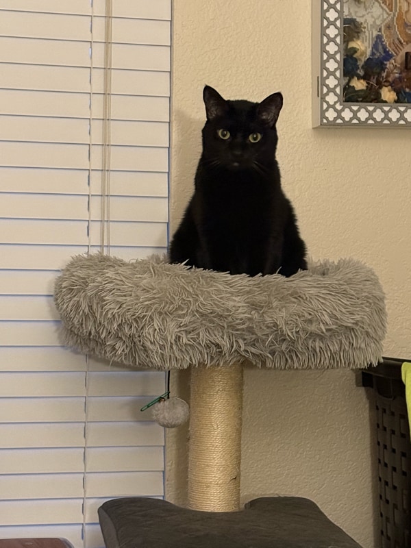 8653 Danridge Dr in Sacramento, CA - Foto de edificio - Building Photo