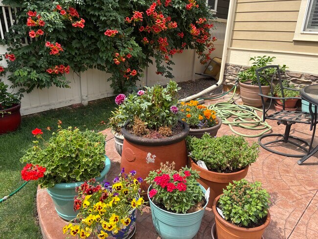 11666 Osceola St, Unit Basement apartment in Westminster, CO - Building Photo - Building Photo