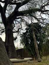 13211 Elm St in Odessa, FL - Building Photo - Building Photo