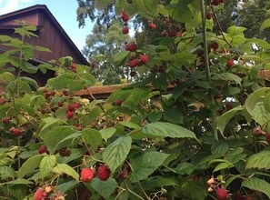 1426 Orca St, Unit 3 in Anchorage, AK - Foto de edificio - Building Photo