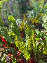 6508 Dana St, Unit D2 in Oakland, CA - Foto de edificio - Building Photo