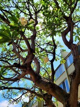 111 Kahului Beach Rd, Unit D406 in Kahului, HI - Foto de edificio - Building Photo