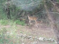 501 Owl Hollow Rd photo'